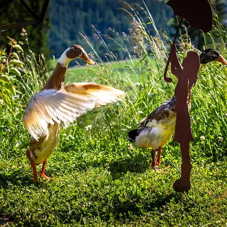 Farma Gschwandtgut Urlaub Am Bauernhof Schwemmberg