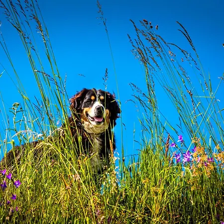 Gschwandtgut Urlaub Am Bauernhof Farma Schwemmberg
