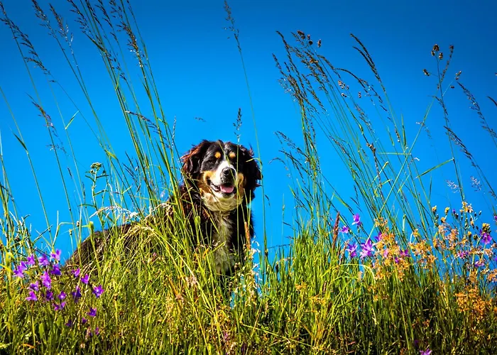 Gschwandtgut Urlaub Am Bauernhof Farm stay Schwemmberg